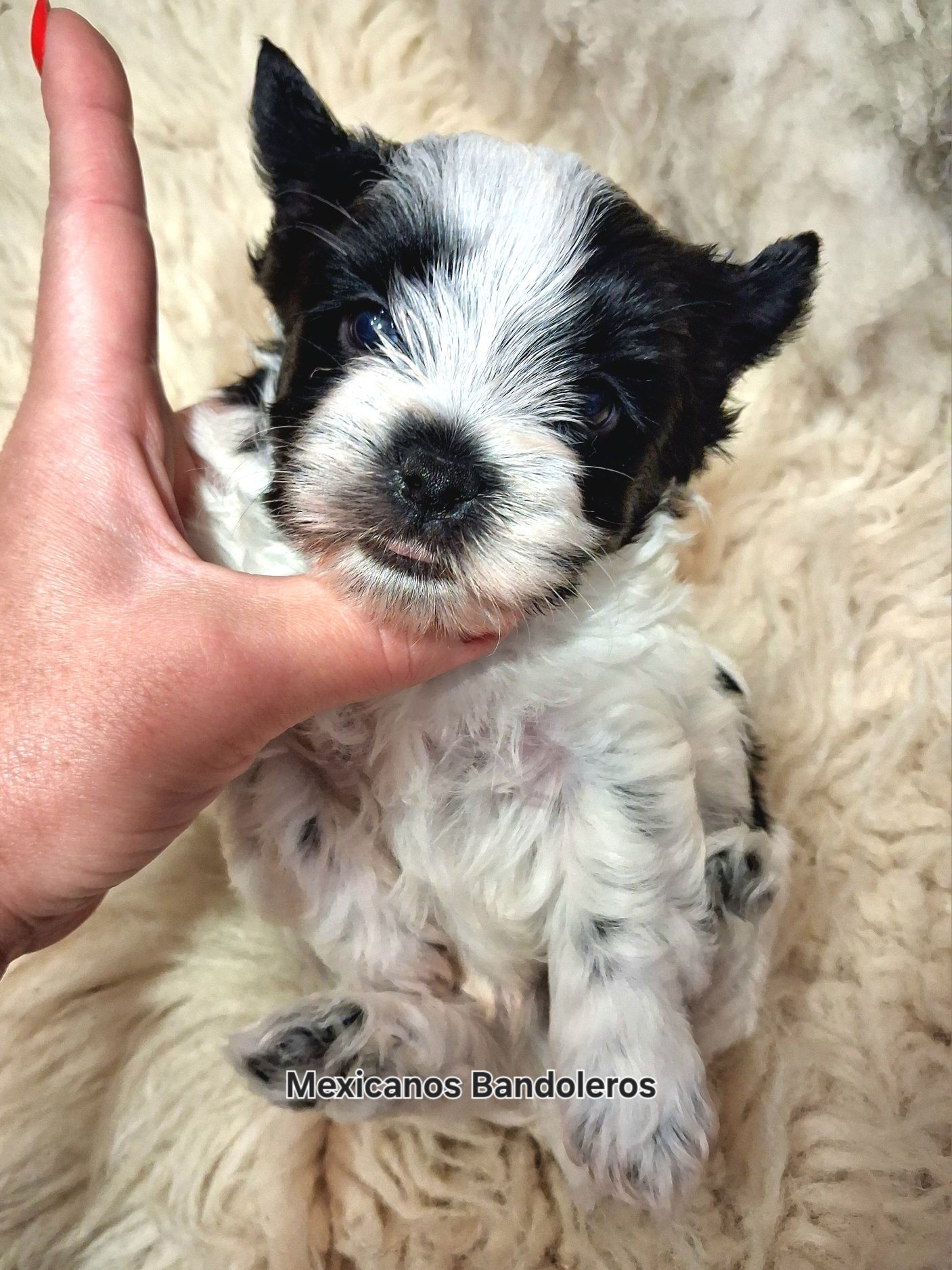 NAJPIĘKNIEJSZY WHITE&BLACK yorkshire terrier . Cudny chłopczyk  !
