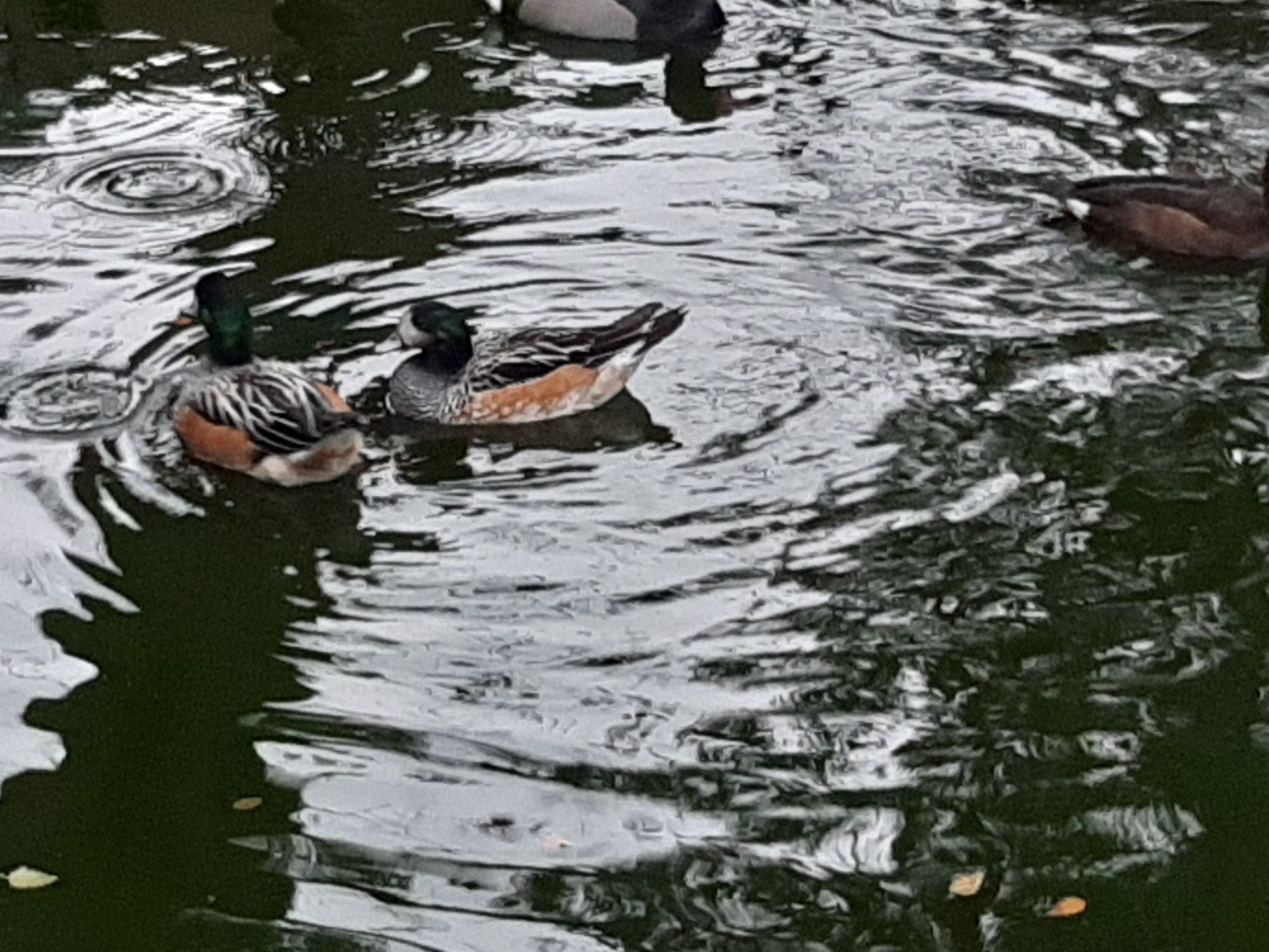 Patos ornamentais