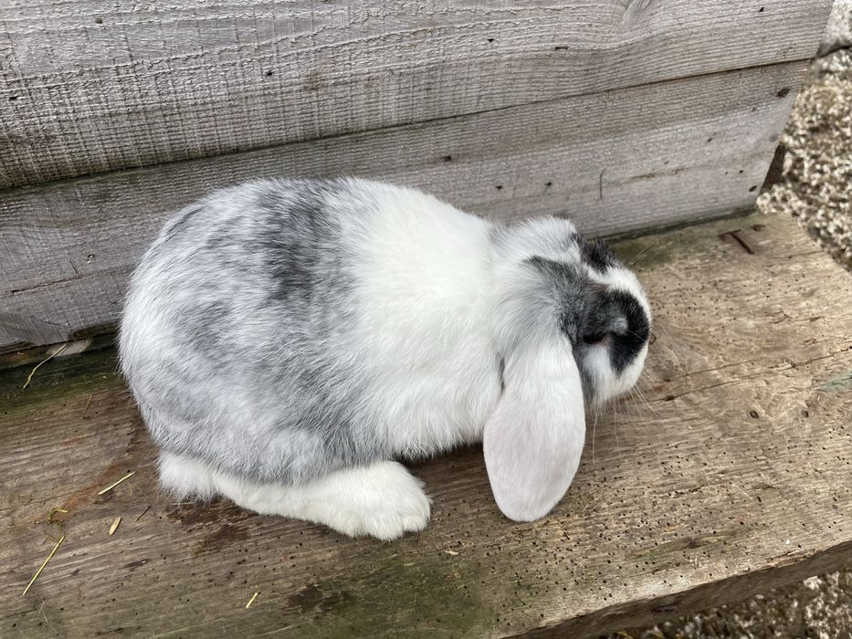 Кролі французький баран