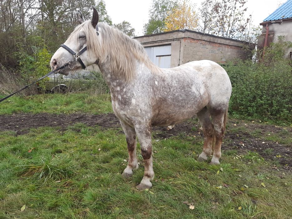 Klacz Zimnokrwista ze źrebakiem