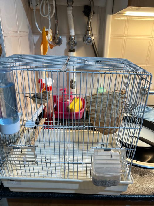 Vendo fêmea de mandarim adulta e gaiola !