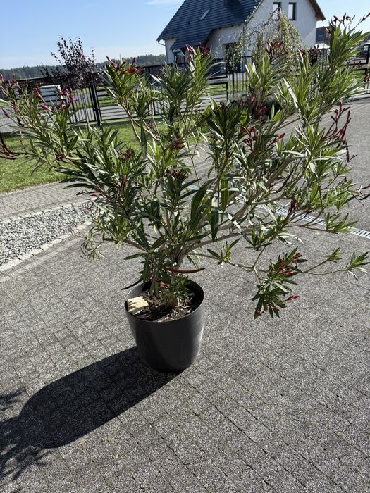 Oleander czerwony 140cm