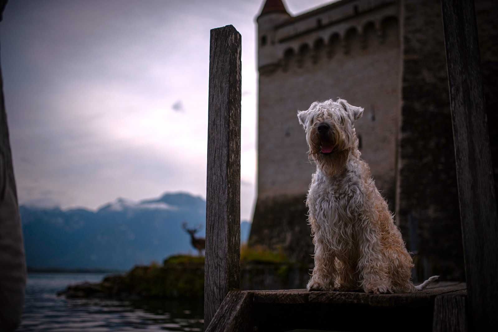 Pszeniczny Terier - Irish Soft Coated Wheaten Terrier