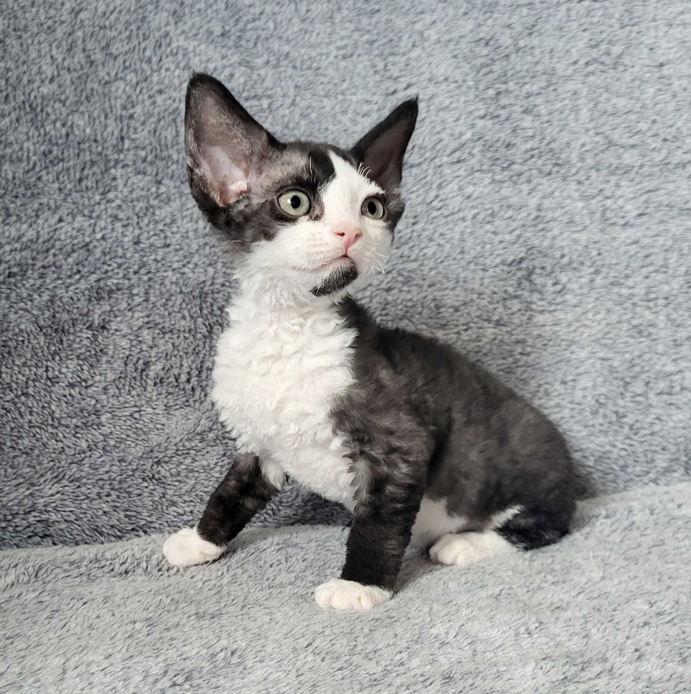 Chłopiec Devon Rex czarny z bielą