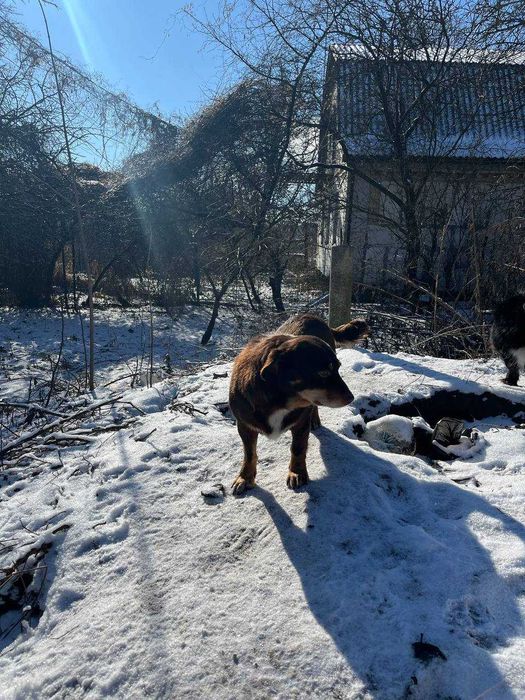 Віддам собаку в добрі руки
