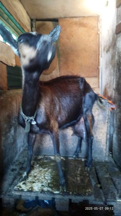 Альпийская дойная коза второй окот