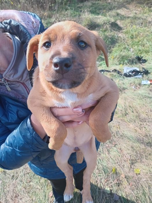 Щенки в добрые руки