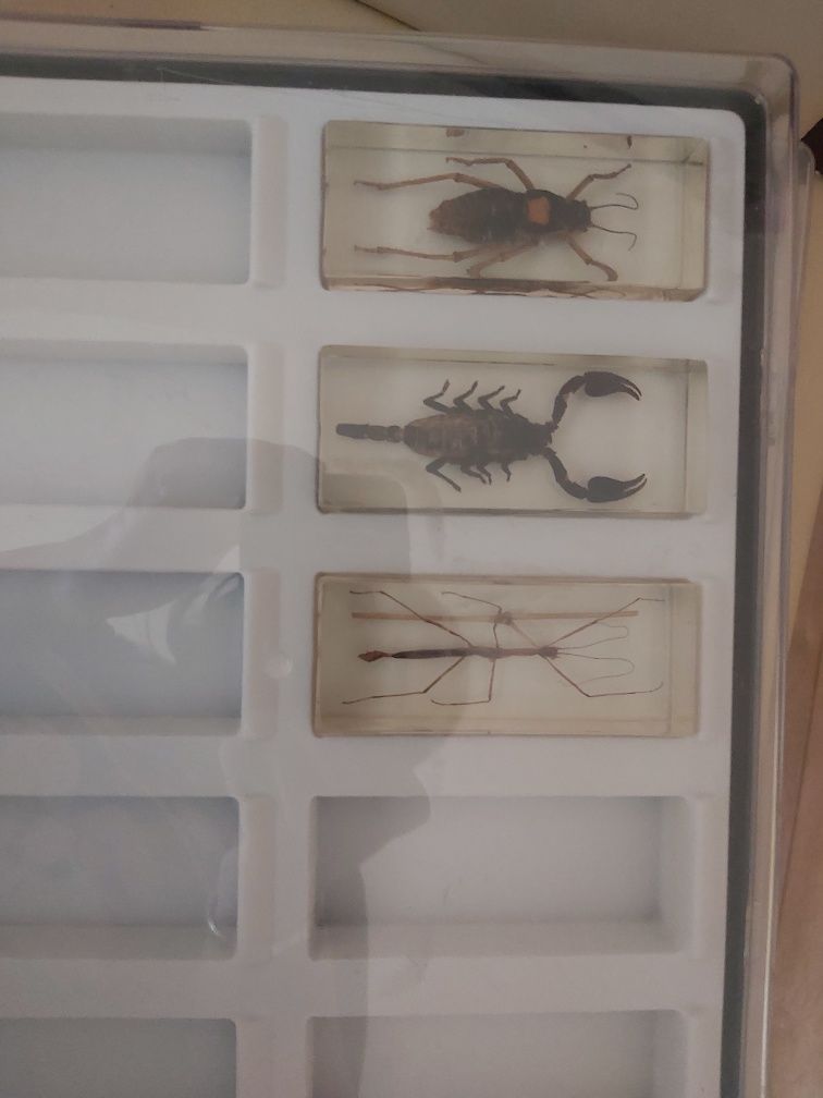 Kolekcja pajęczaków