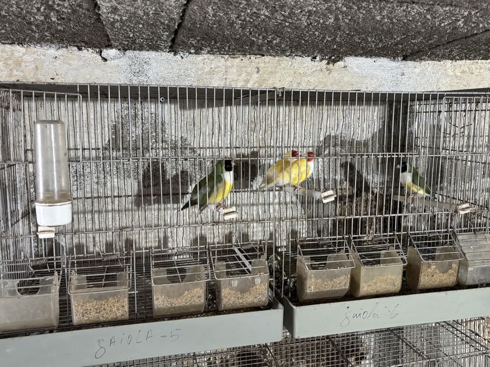 Diamante gould,gaiolas e acessorios