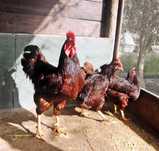Rhode Island Red pintos e frangos
