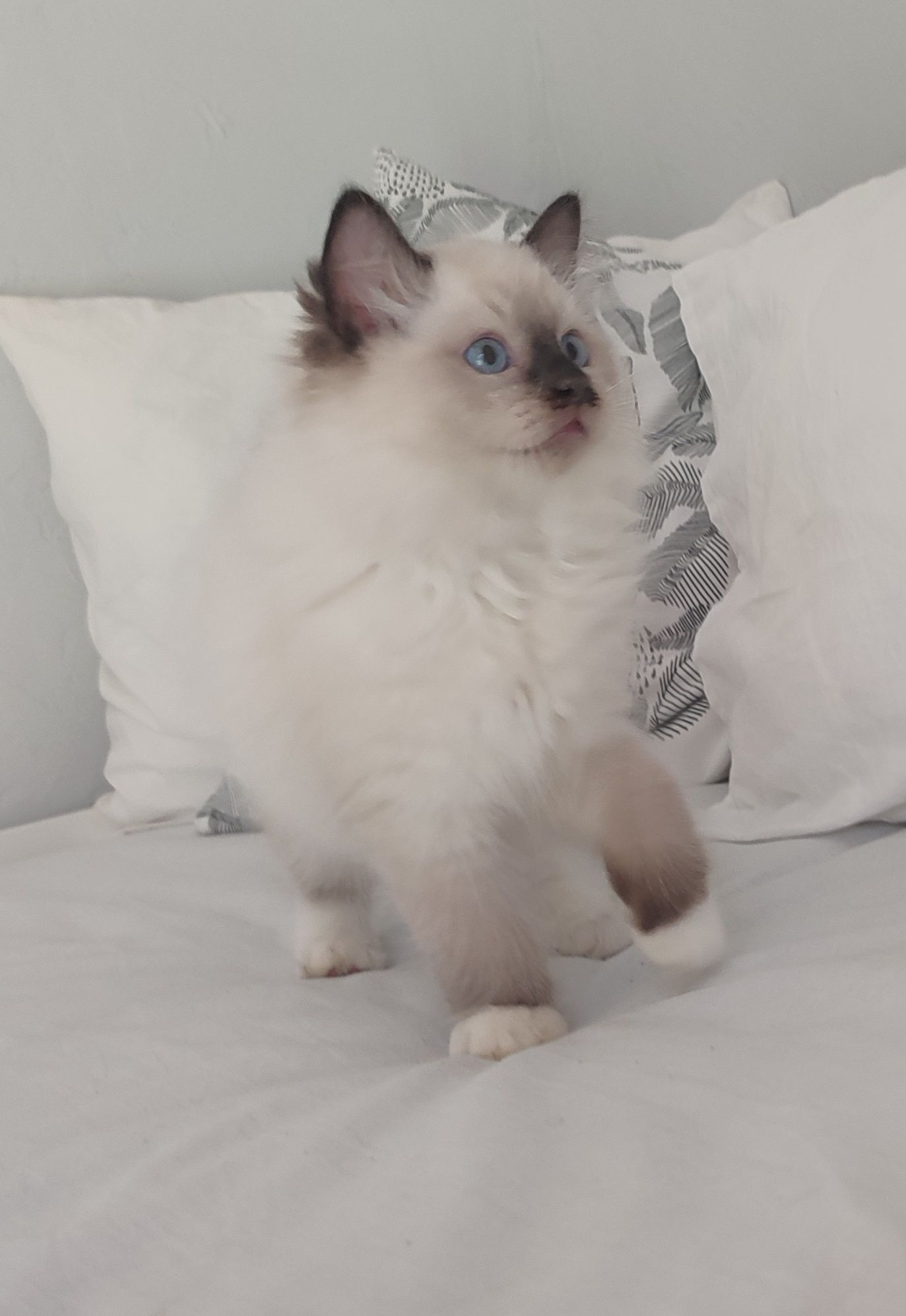 Kocurek RAGDOLL seal mitted cudny