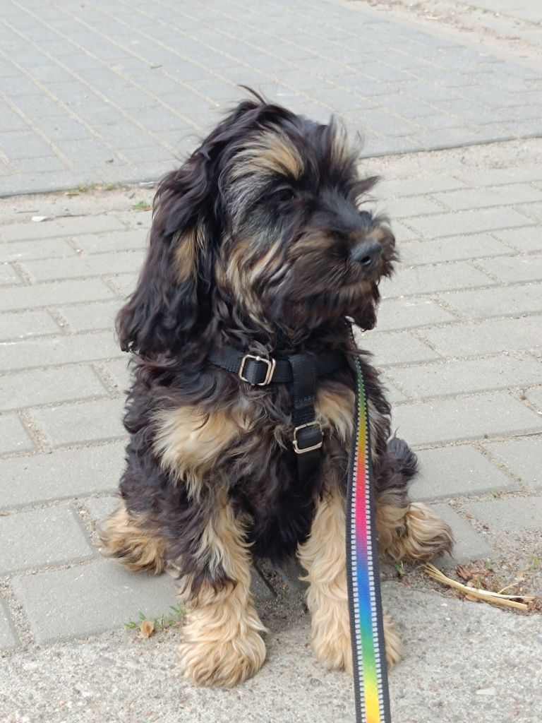 Cockapoo suczka spaniel amerykański i pudel