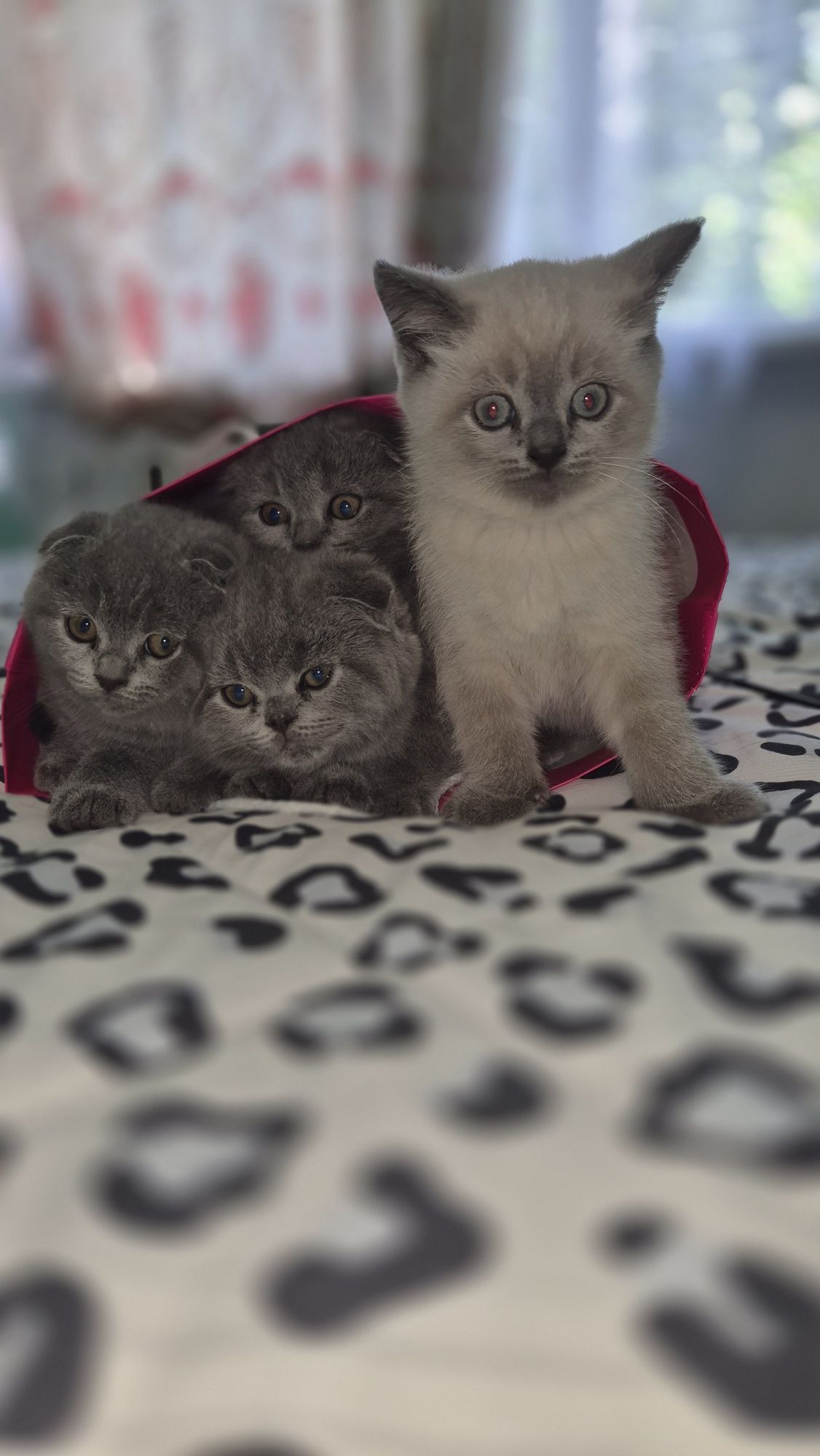 Продам Шотланские веслоухие котята  мальчики и девочки