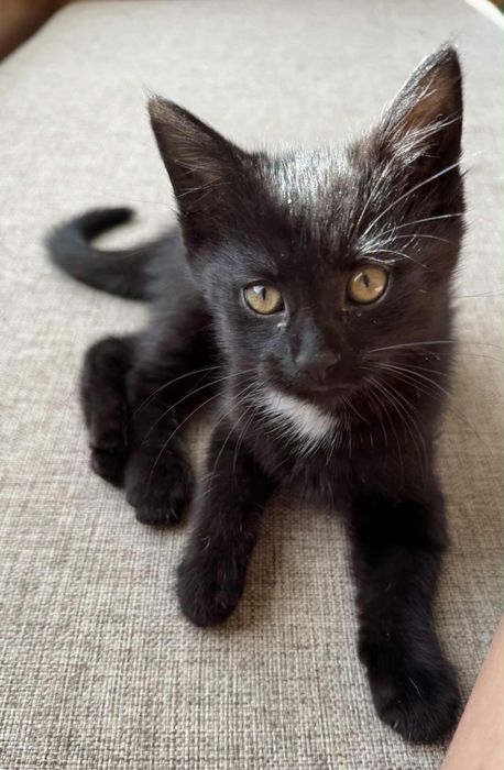 Oddam kocurka za darmo