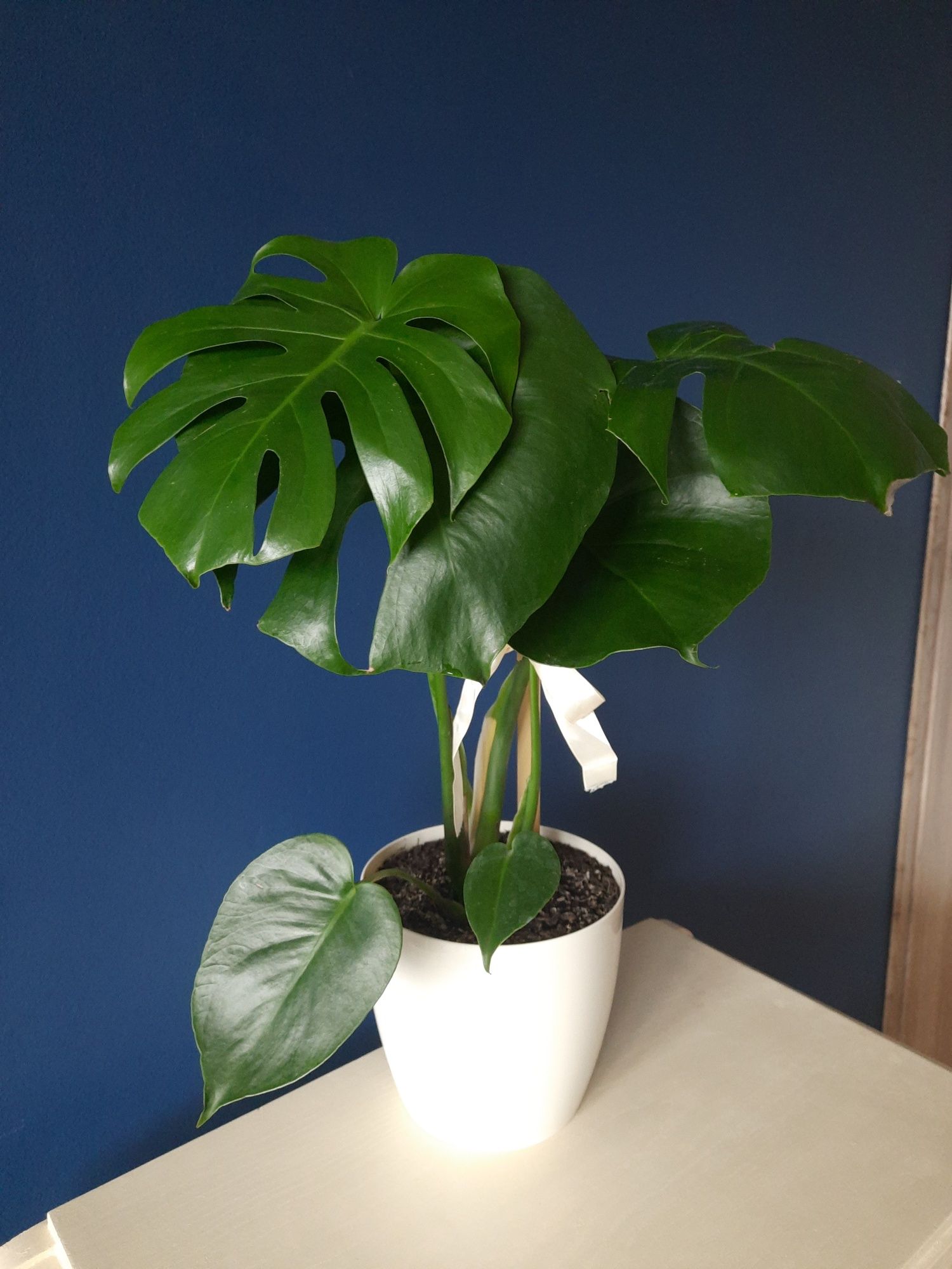 Kwiat monstera 80 cm