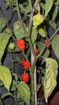 Carolina Reaper - A Pimenta mais Pucante do Mundo