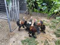 Galos ou Casal Brahma