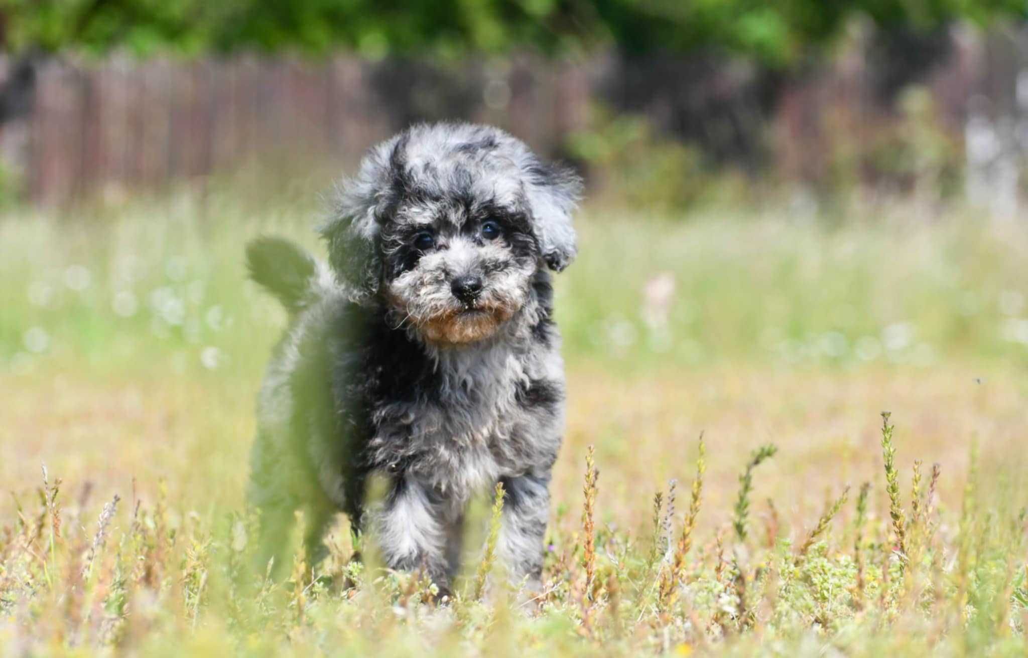 Pudel Toy/miniatura suczka Blue merle