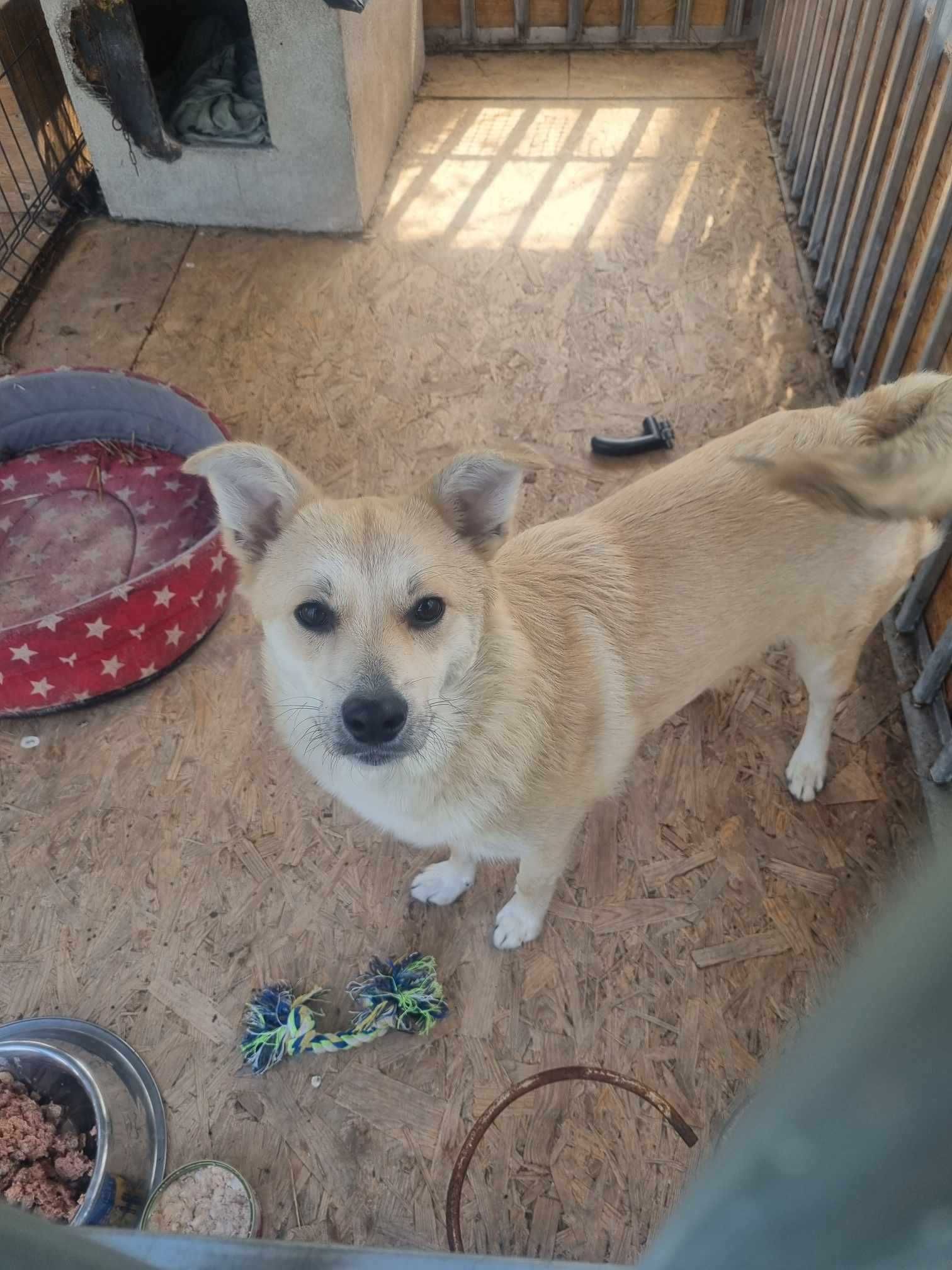 Słodziak do adopcji