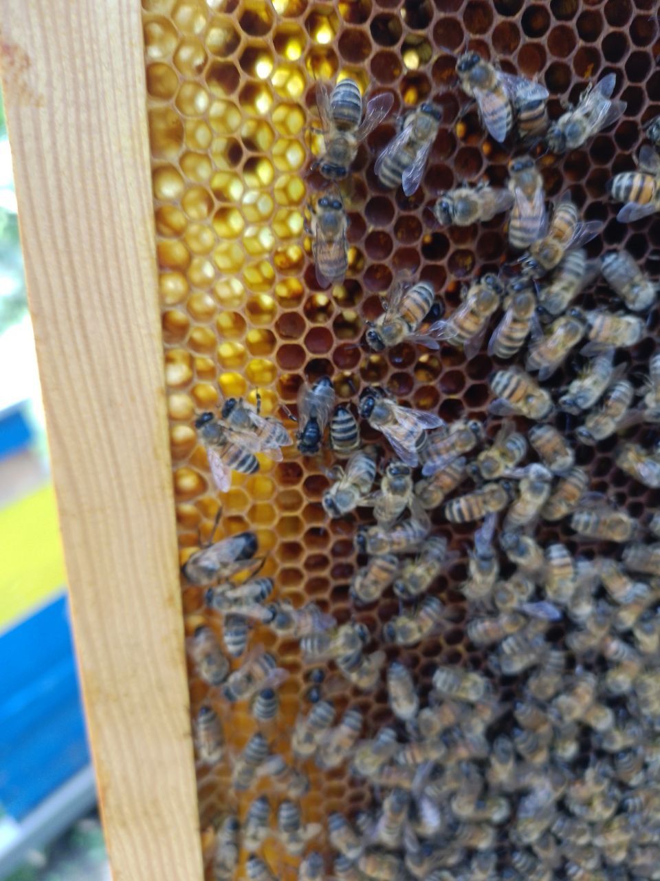 бджолосім'ї, бджілопакети