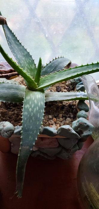 Агава,, бегония, алое разных видов