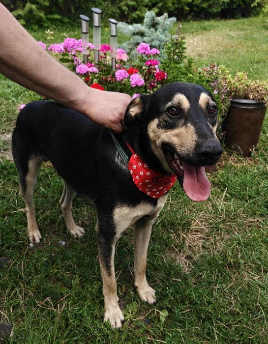 Przyjacielski Gucio szuka domu