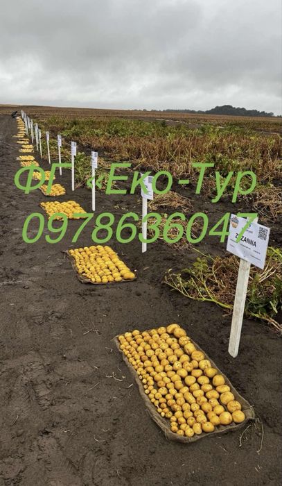 Картопля, насіння картоплі Мікадо, Беллароза, Корінна, Коразон, сорти