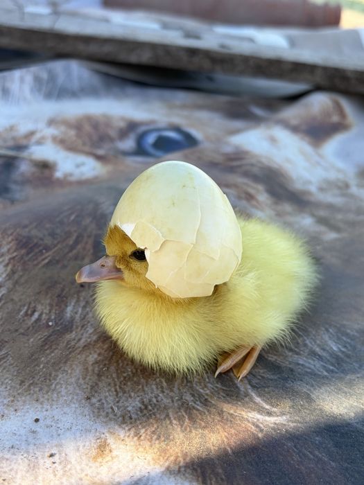 Patinhos mudos nascidos a 14-10