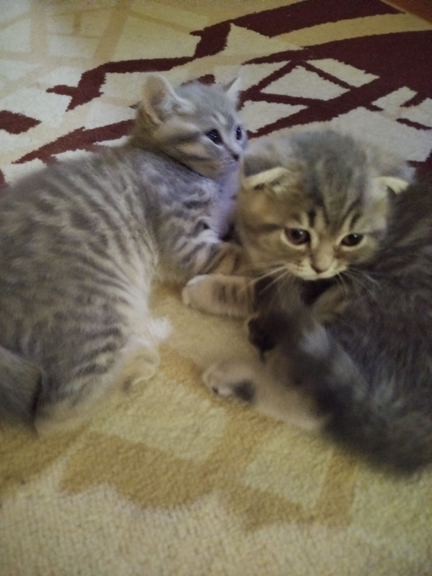 Котеня британець