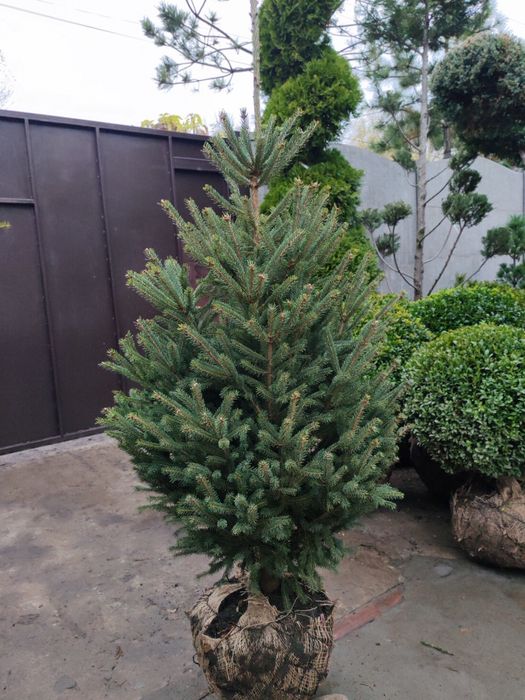 Продам Сосни, Ялинки