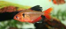 Tetra serpae ideal aquario comunitario