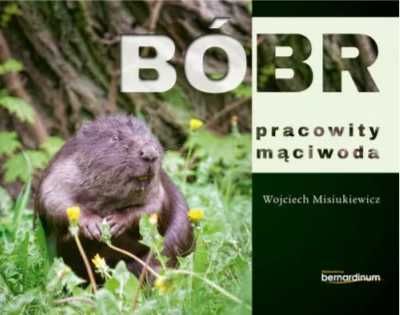 Bóbr - pracowity mąciwoda - Wojciech Misiukiewicz