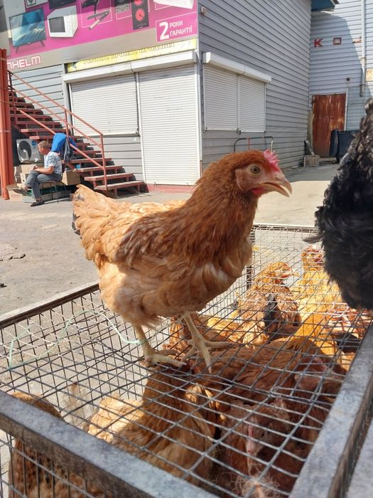 Курочка молодка с первым яйцом породы доминант,адлер серебристый,ломан