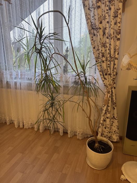 Kwiat-dracena duży