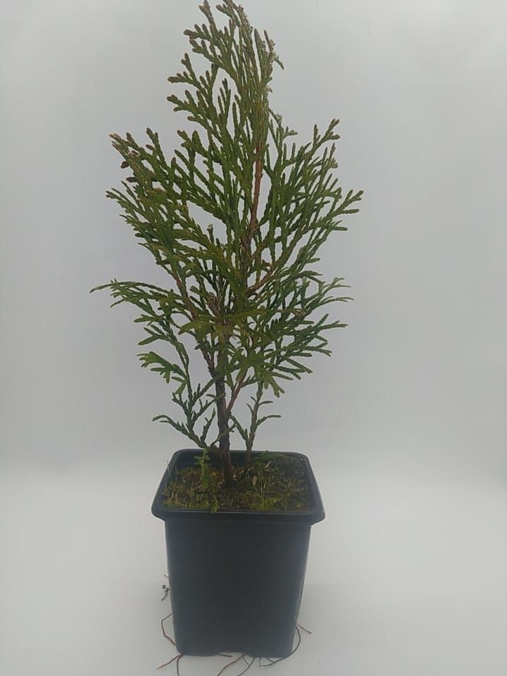 Thuja szmaragd  20+ cm