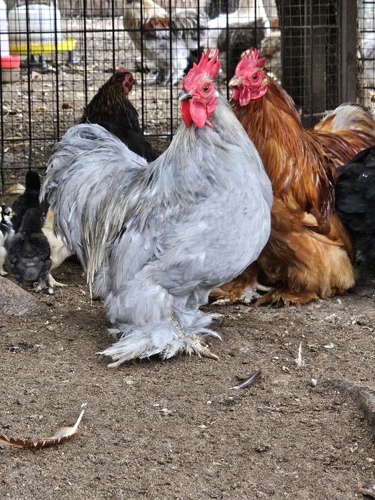 Koguty kochiny karzełki