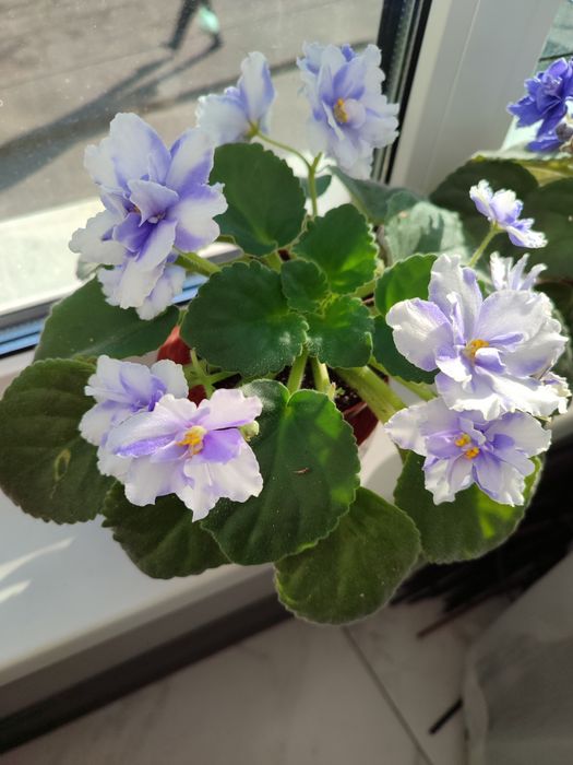 Фіалка. Сенполія