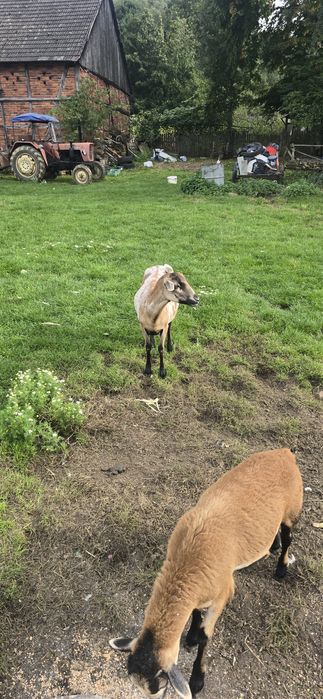 Owca kameruńska półtoraroczna
