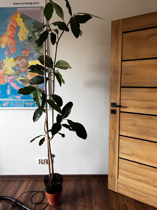Duże drzewo FICUS ALTISSIMA  Fikus