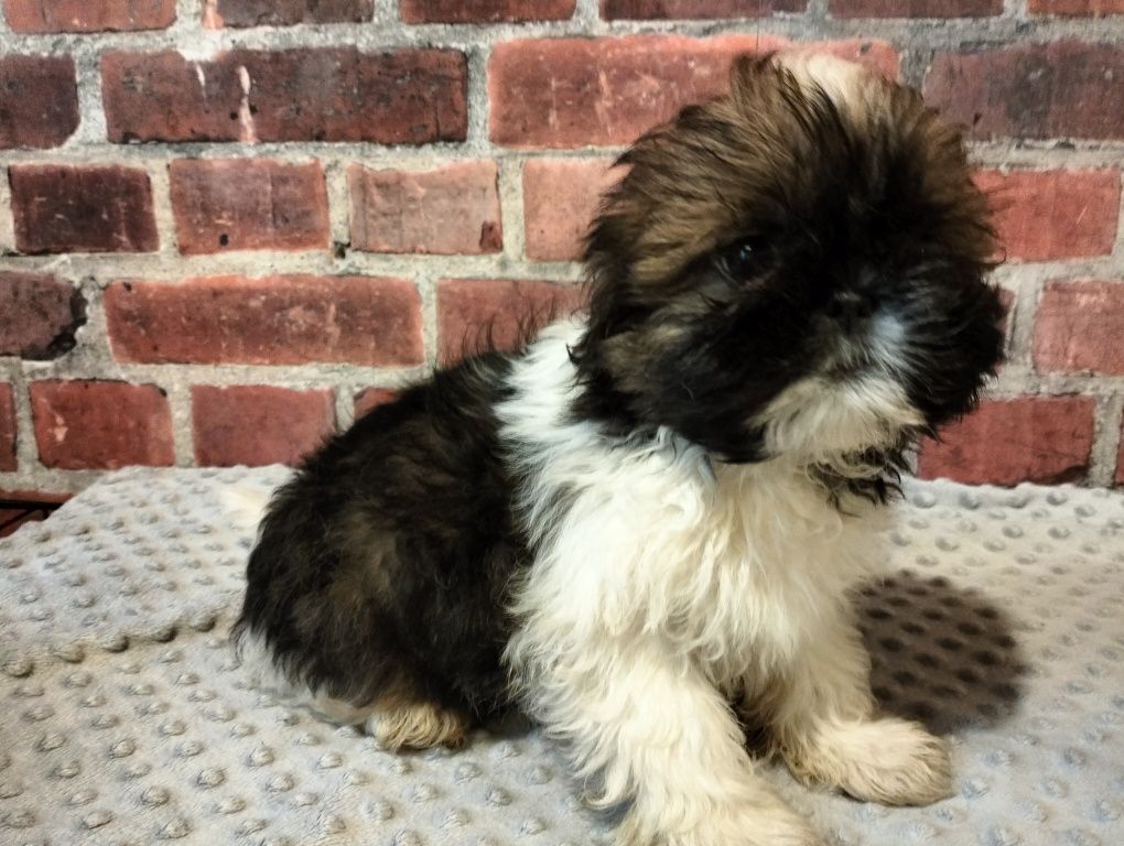Cudowna suczka  shih-tzu MINIATURKA gotowy do odbioru