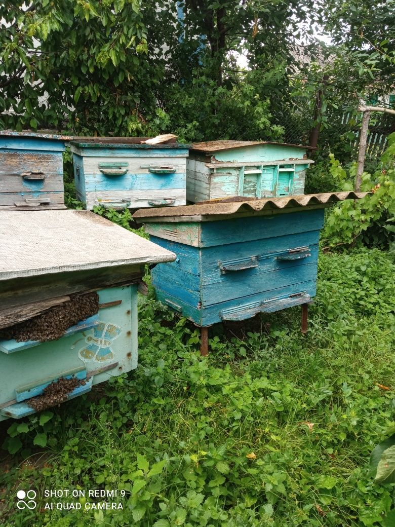 Продам вулики з бджолами