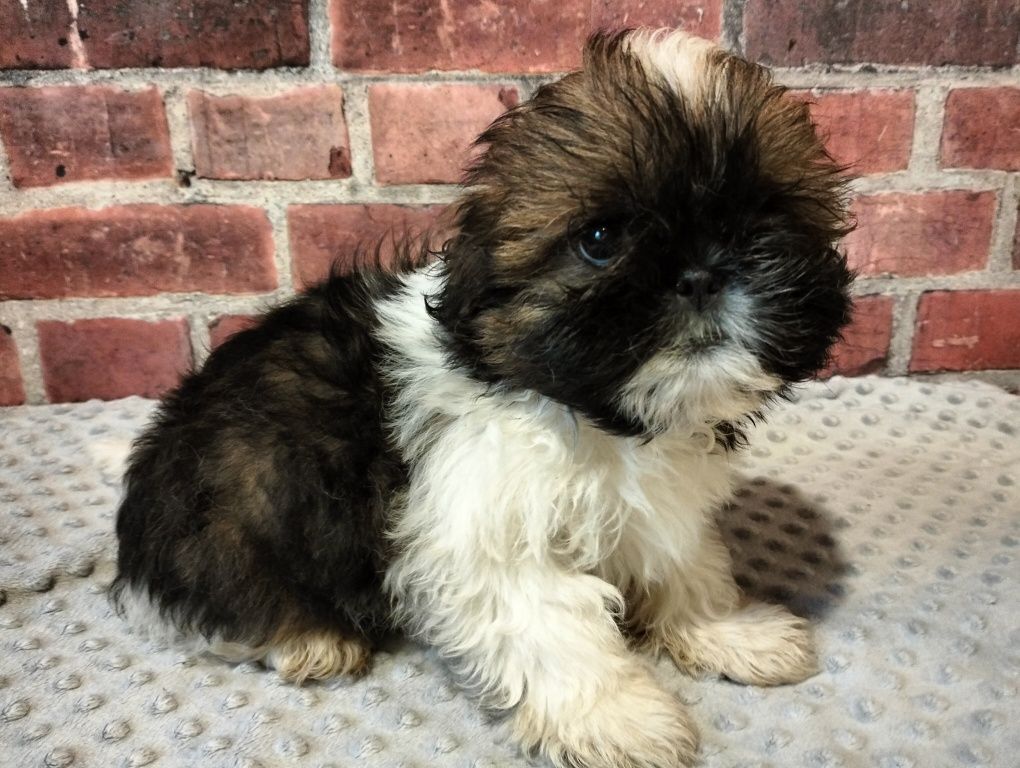 Cudowna suczka  shih-tzu MINIATURKA gotowy do odbioru