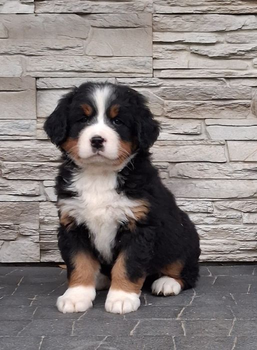 Berneński Pies Pasterski