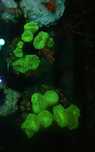 Caulastrea green