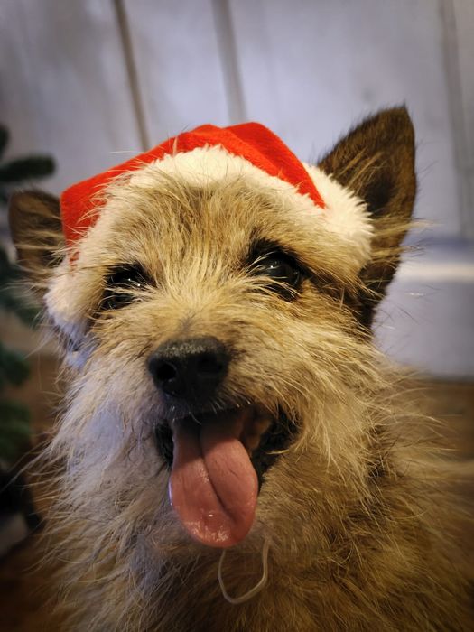 terrier KORI szuka domu