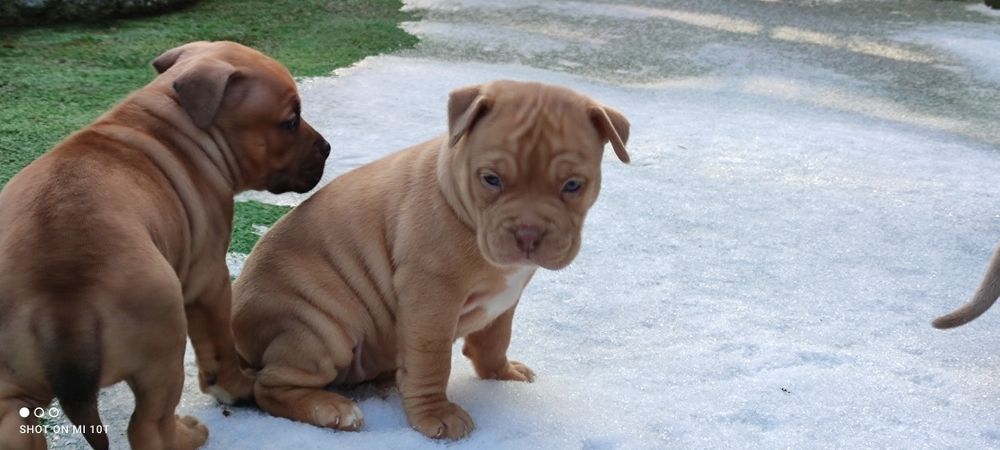 American bully suczka z metryką