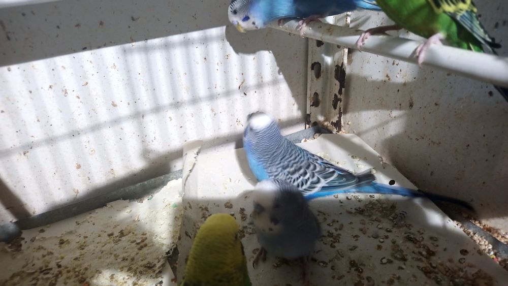 Piriquitos cor diversas