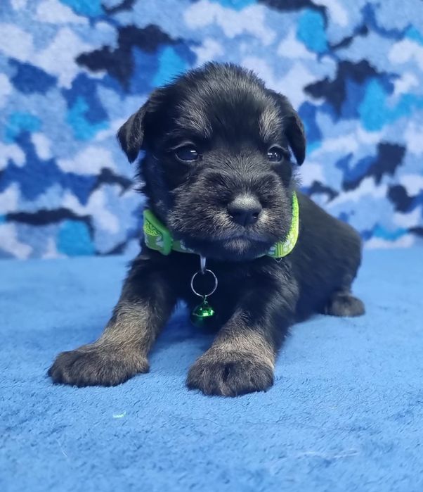 Цуценята цвергшнауцера