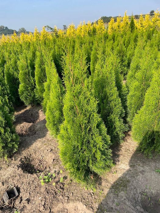 Piękna Tuja Szmaragd 120-130 Produkujemy Dowozimy SADZIMY 100/110