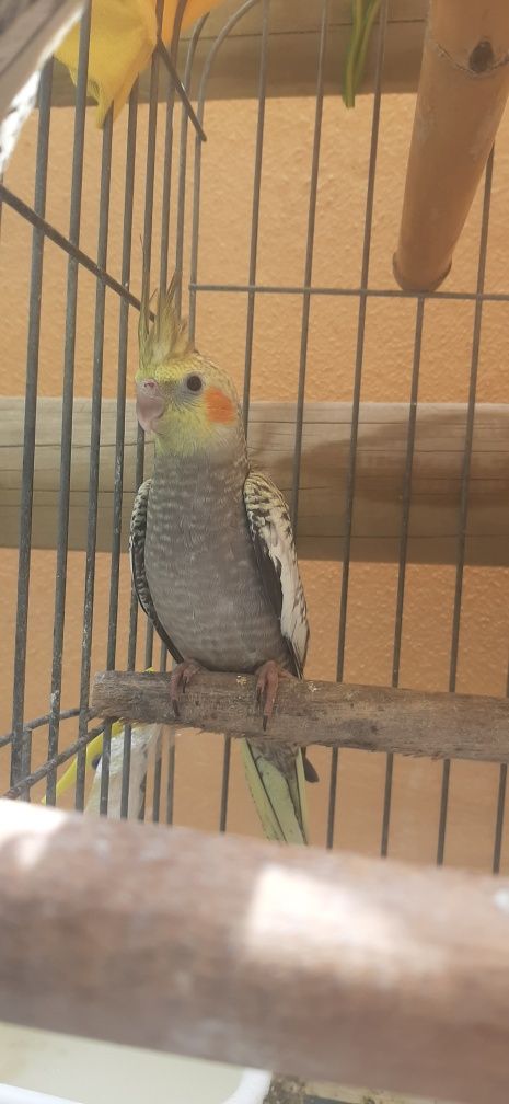 Vendo caturras praticamente domesticadas